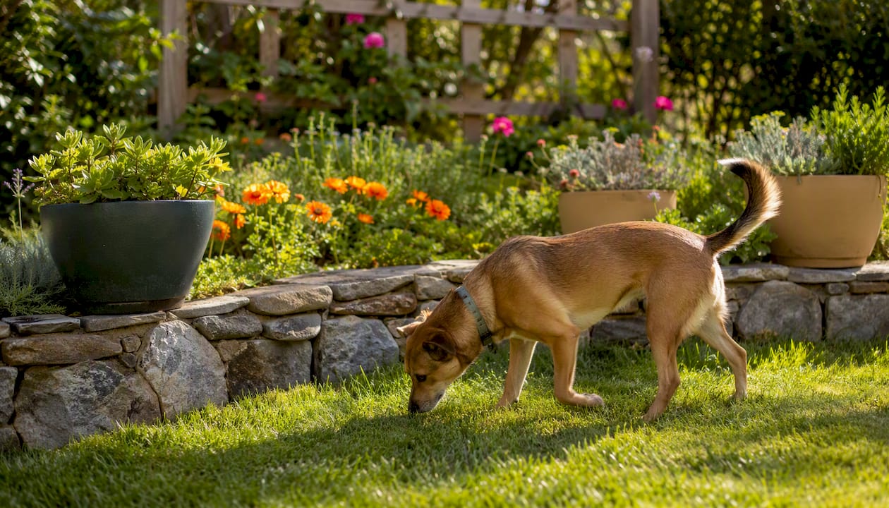 Dog pausing near GPS boundary in natural yard