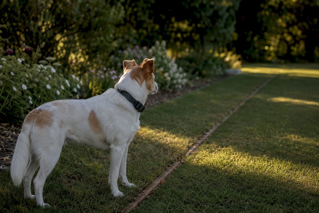 Dog wearing GPS collar near invisible boundary outdoors