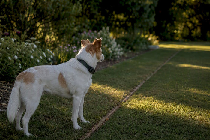 Dog wearing GPS collar near invisible boundary outdoors