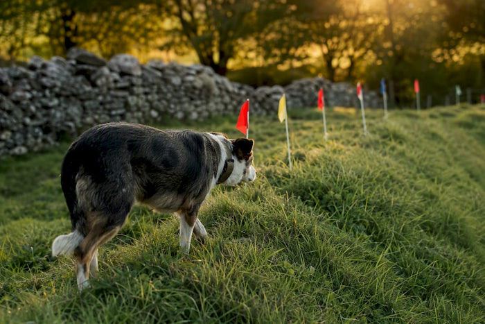 Farm dog near boundary flags with GPS collar