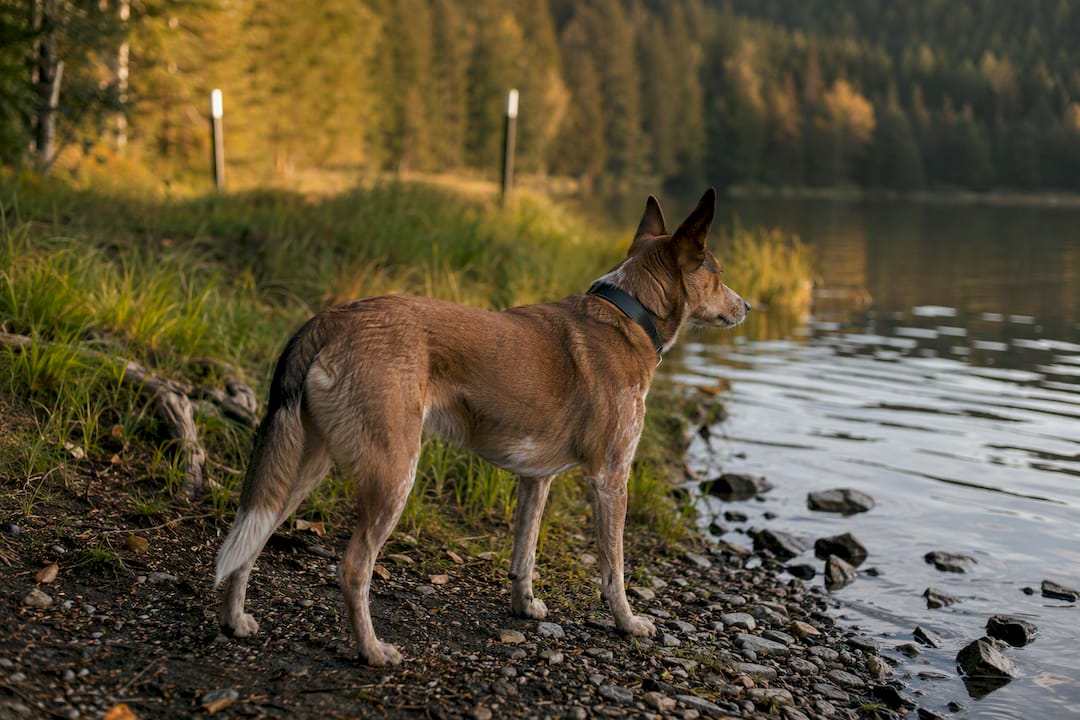 Dog with GPS collar near wireless boundary