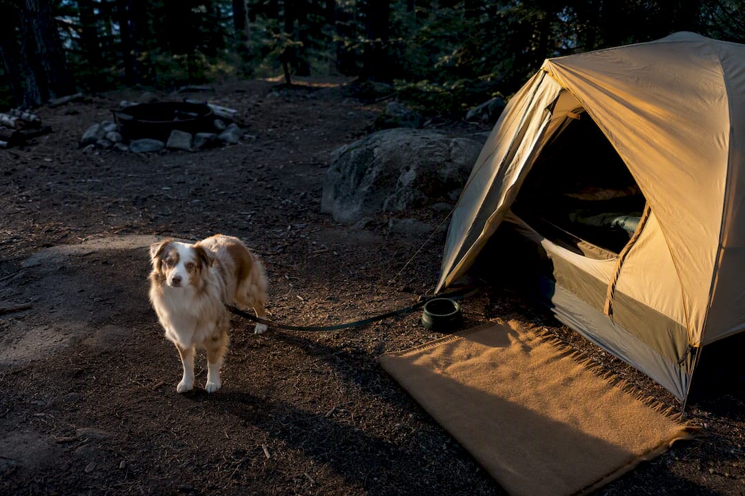 Dog safely leashed beside campsite tent