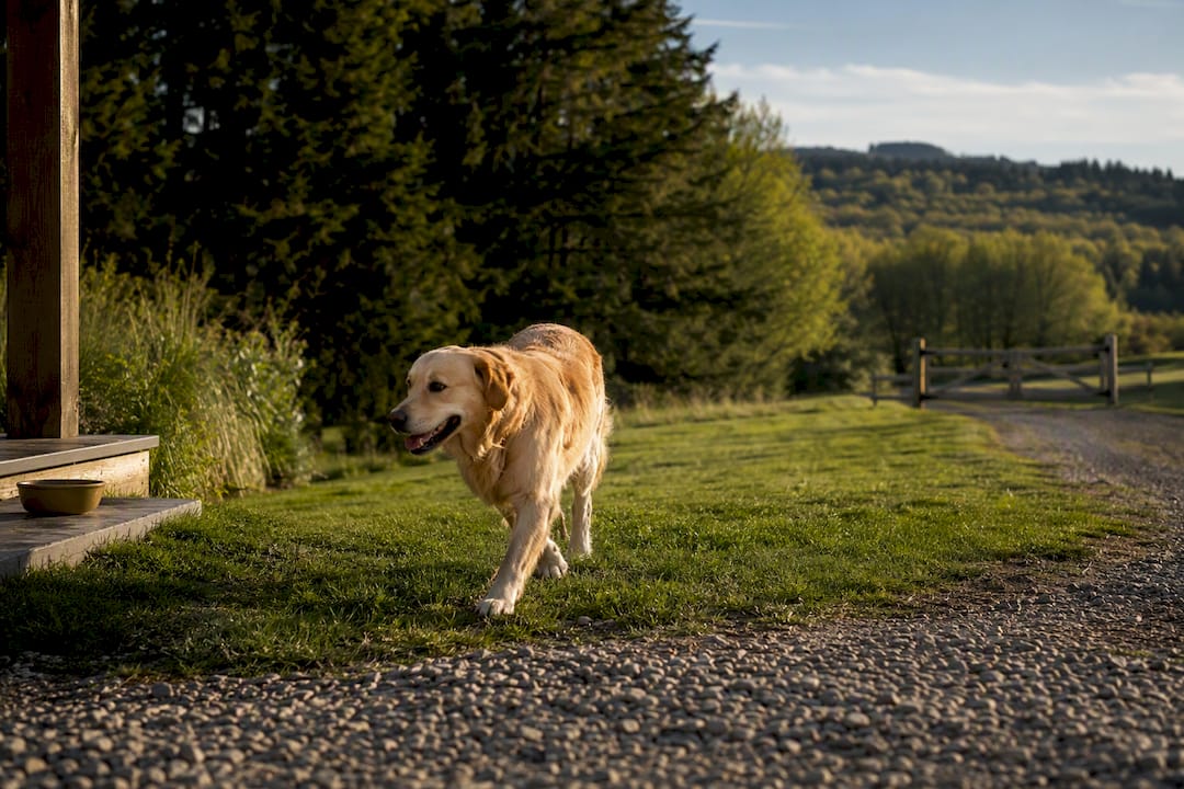 Dog crossing a large rural property