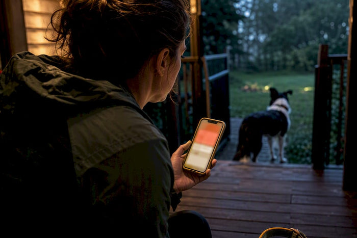 Dog owner checking an outdoor collar alert