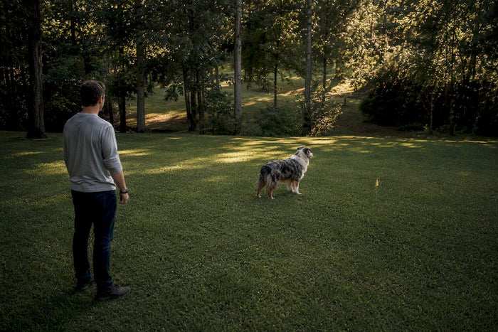 Dog pausing at an invisible yard boundary