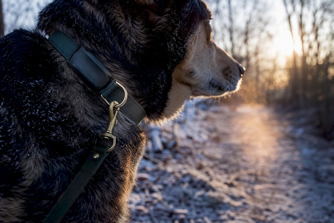 Dog wearing collar on frosty trail