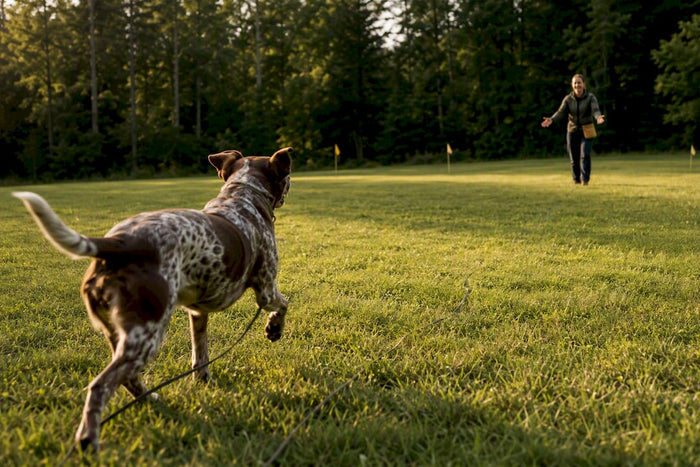 Dog practicing recall in a meadow