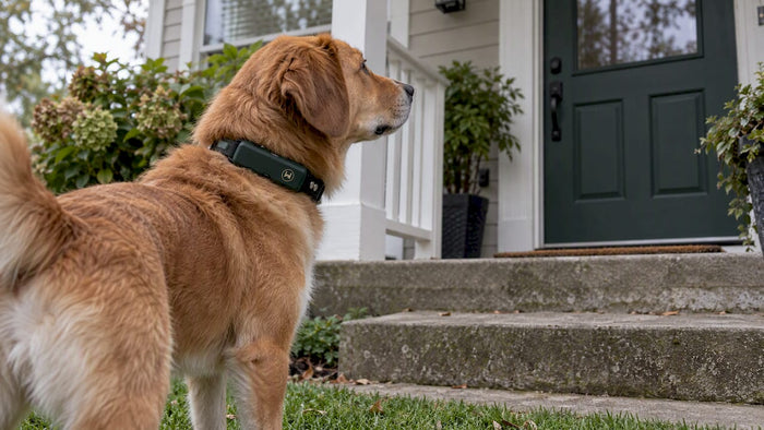 Dog wearing HAVEN collar below porch steps